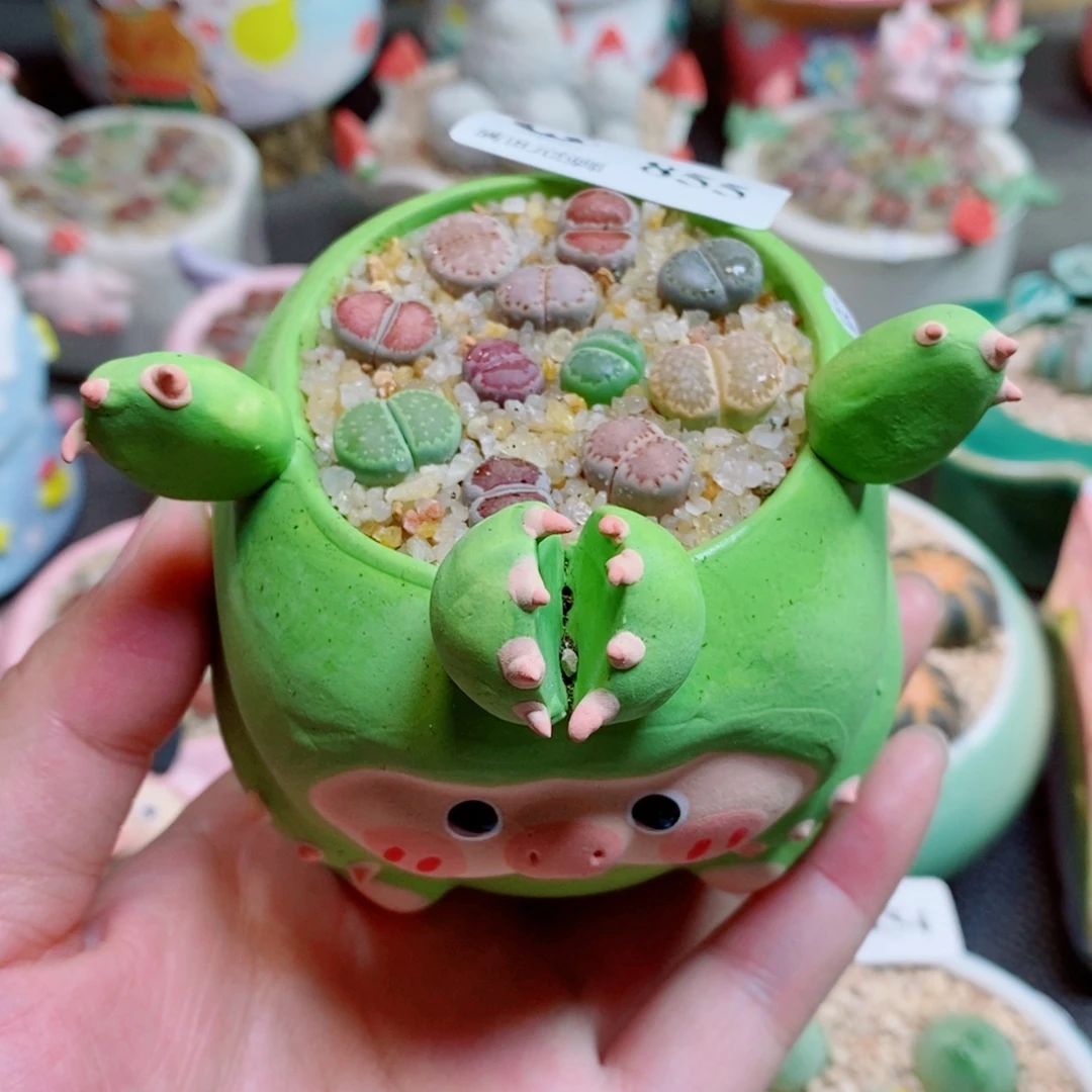 生石花花花花花花花855