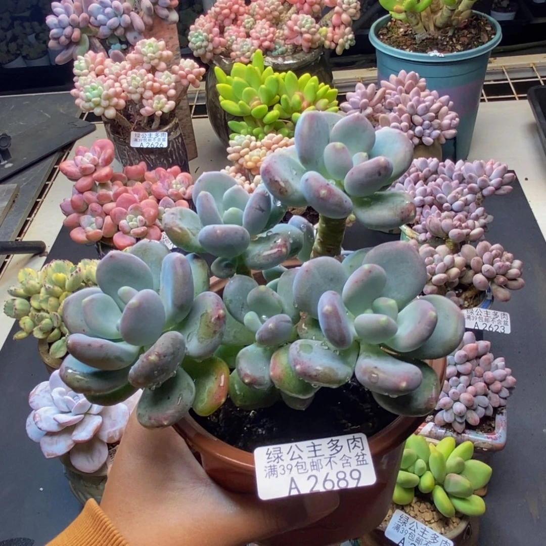 689咖啡美人多肉14c m