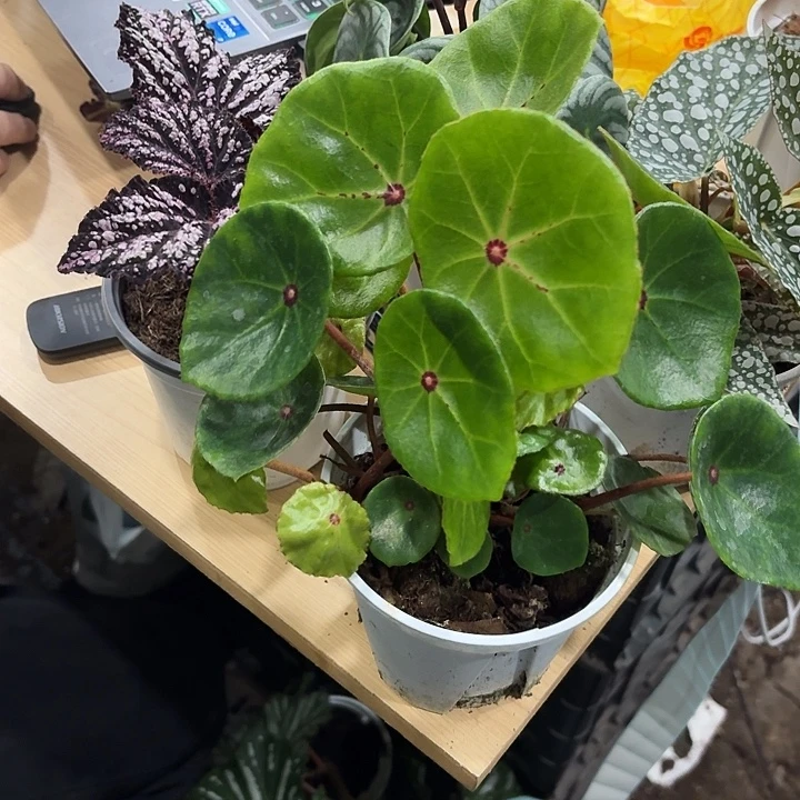 完全开放红心盾叶