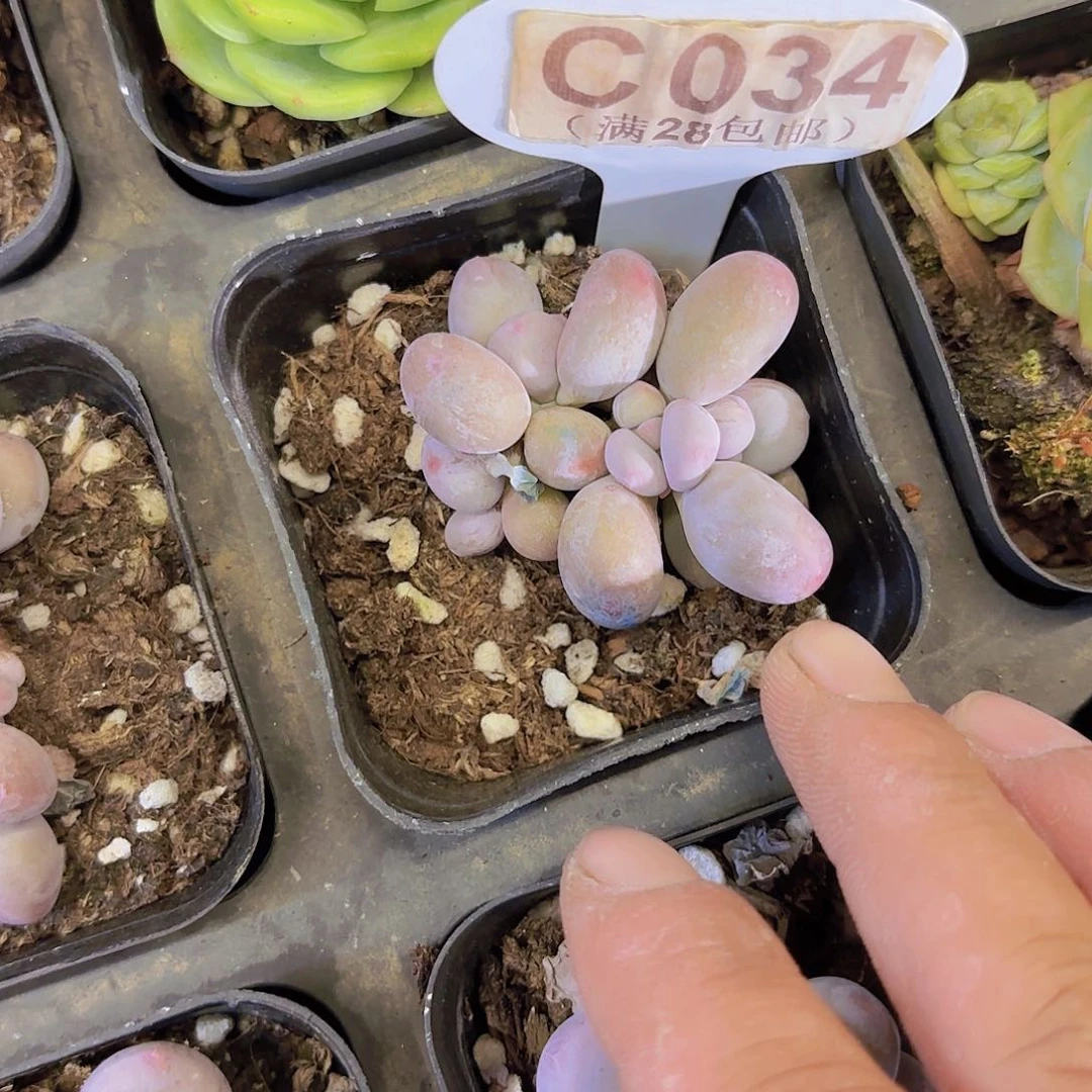 C034彩虹奶一物一拍