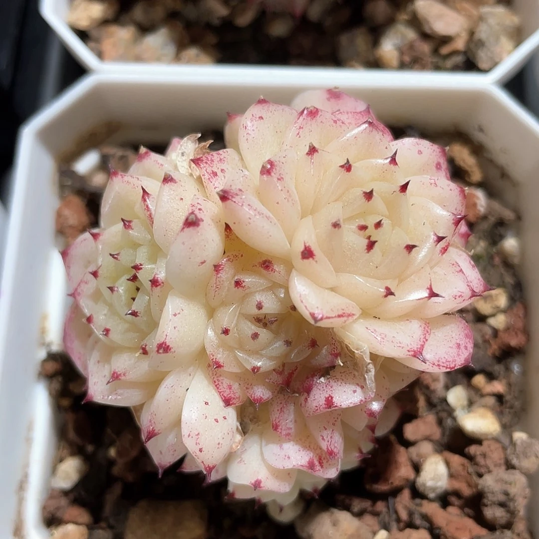 优选麦秆福利969