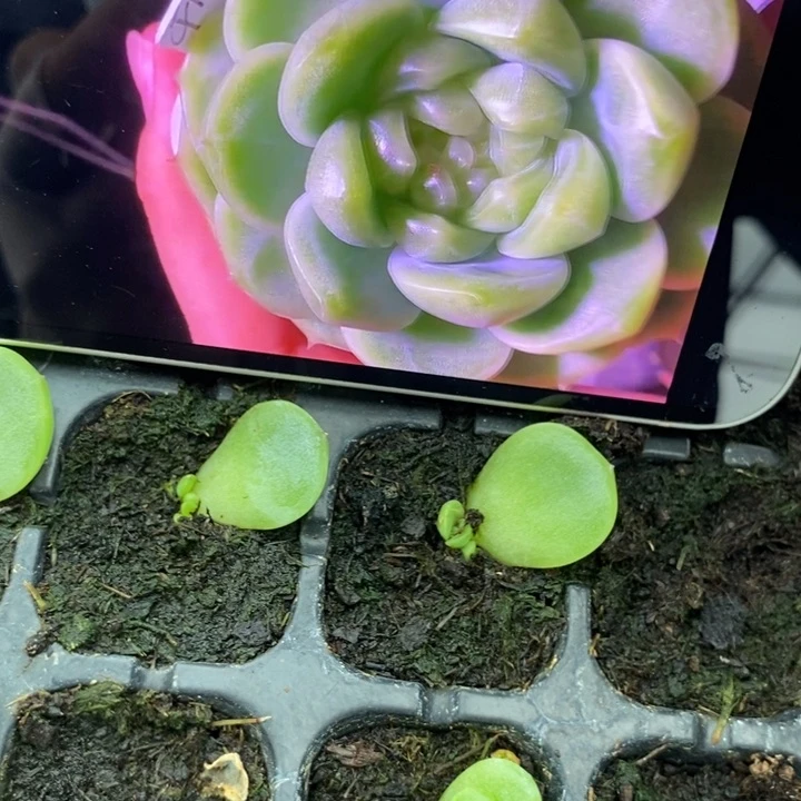 端午六一千金财富c13芽苗一个