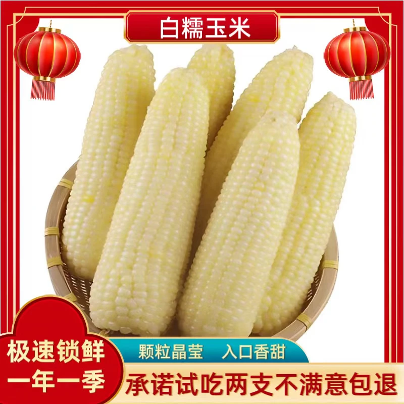 正宗东北白糯玉米260g×10支（试吃两支不满意包退）
