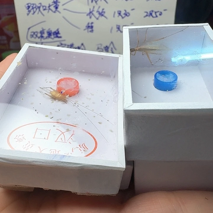 高***火红山竹蛉 汊口大黄蛉