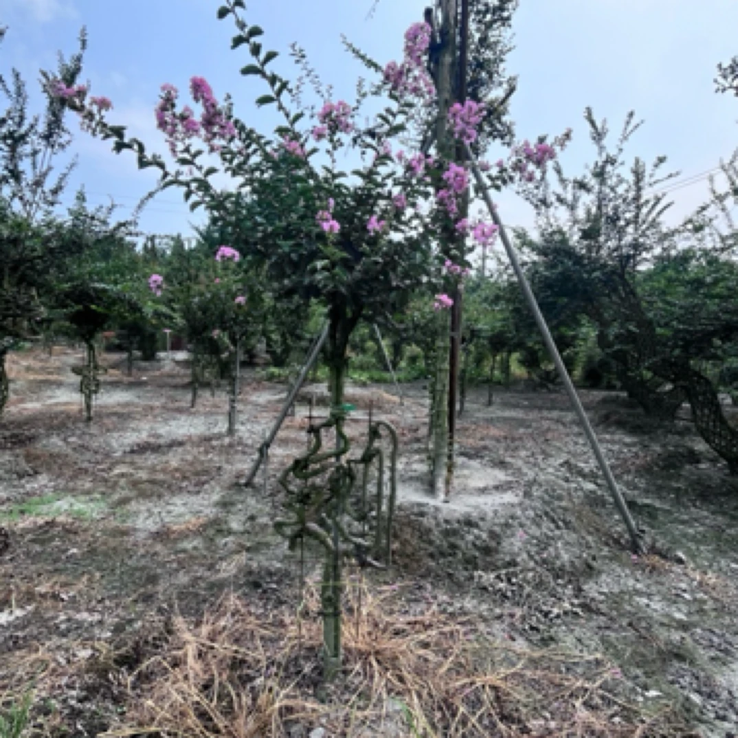 【一树一拍】紫薇百家姓/刘/刘总/刘府/刘氏/刘氏一家亲