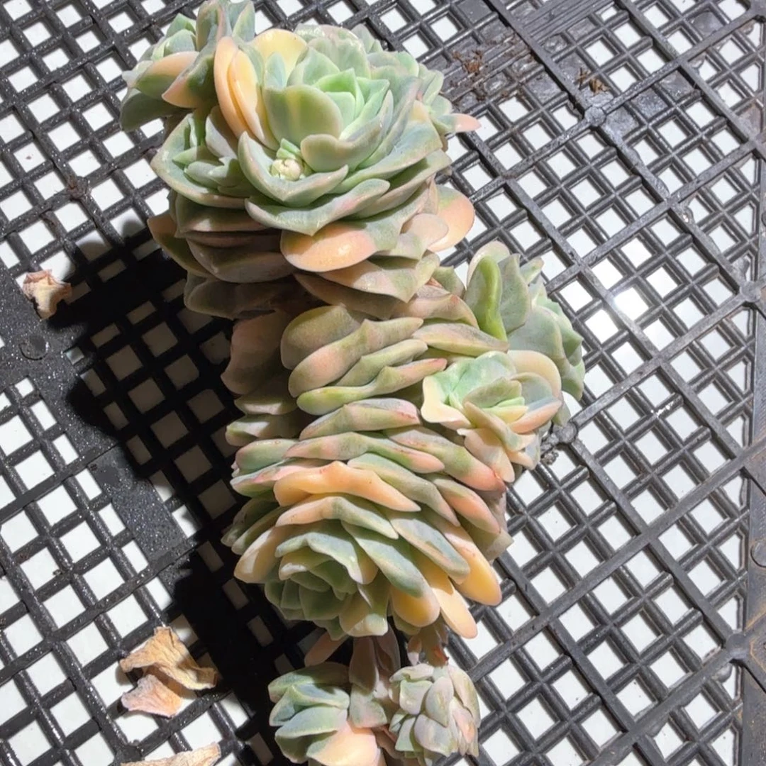 可爱玫瑰锦，锦上园艺