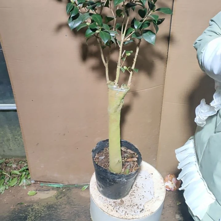 90不知名，原盆原土发货，不包邮
