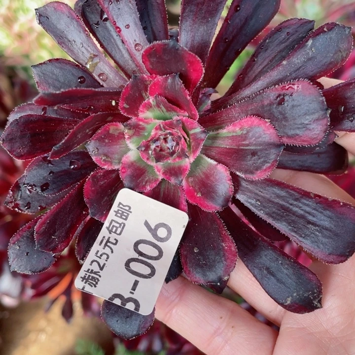 6铜花顺砍头123456783多肉