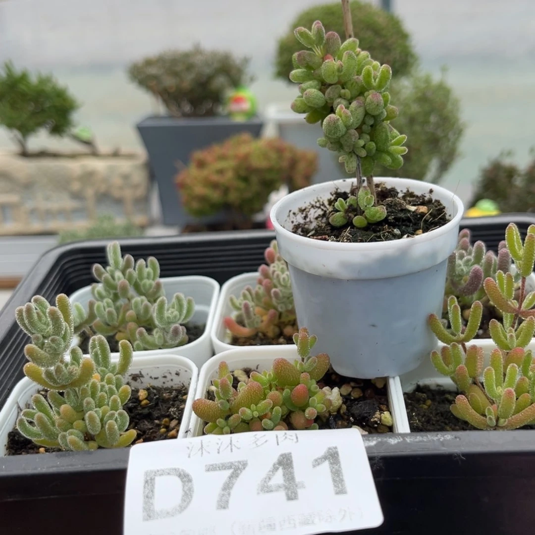 总****界741新手套餐福利组合7颗