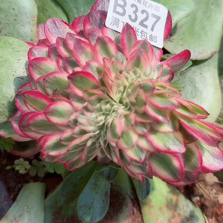 多肉法师荔枝缀化