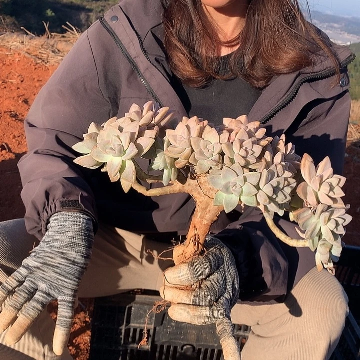 733 淡雪缀 一物一拍