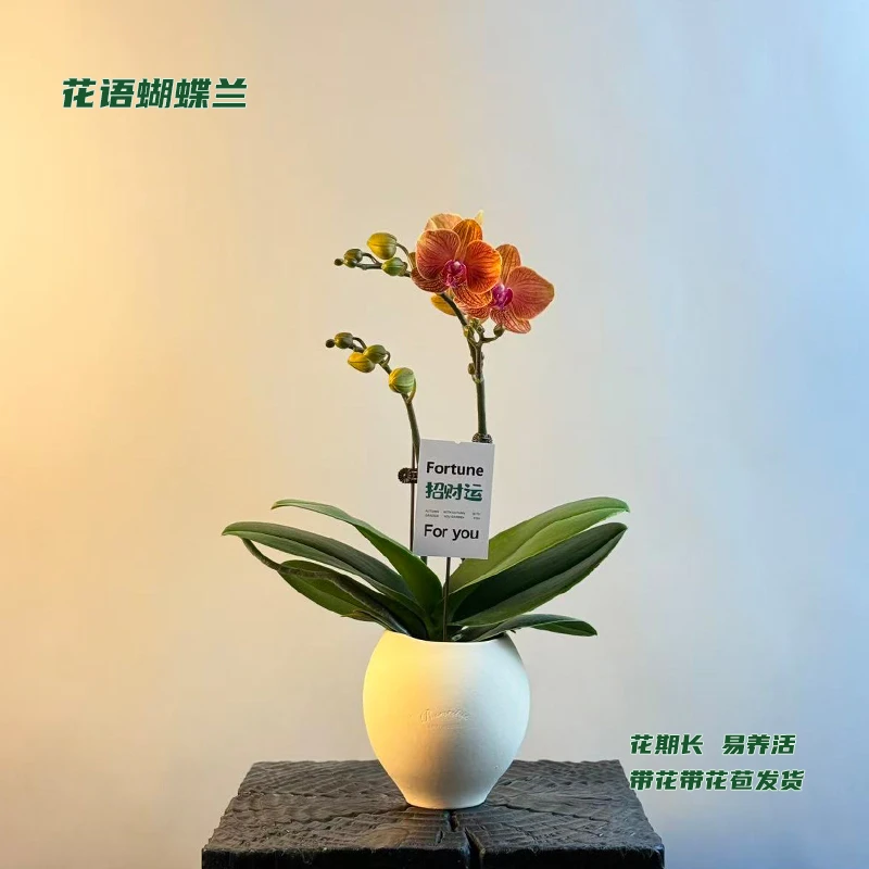 蝴蝶兰【吉利】 带花带花苞发货 室内客厅阳台花卉 好养易活