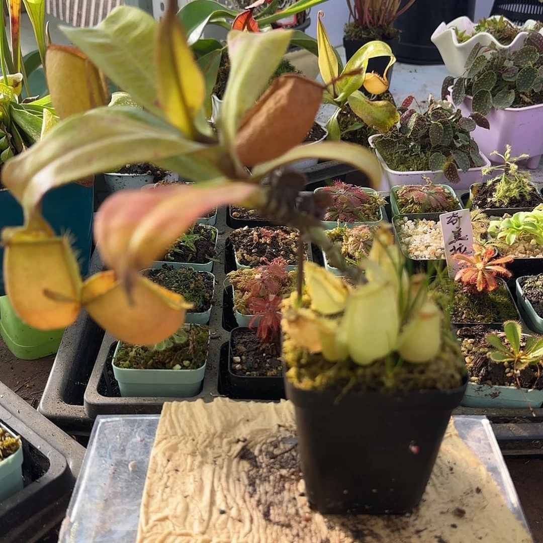 无花朵绿苹果猪笼草