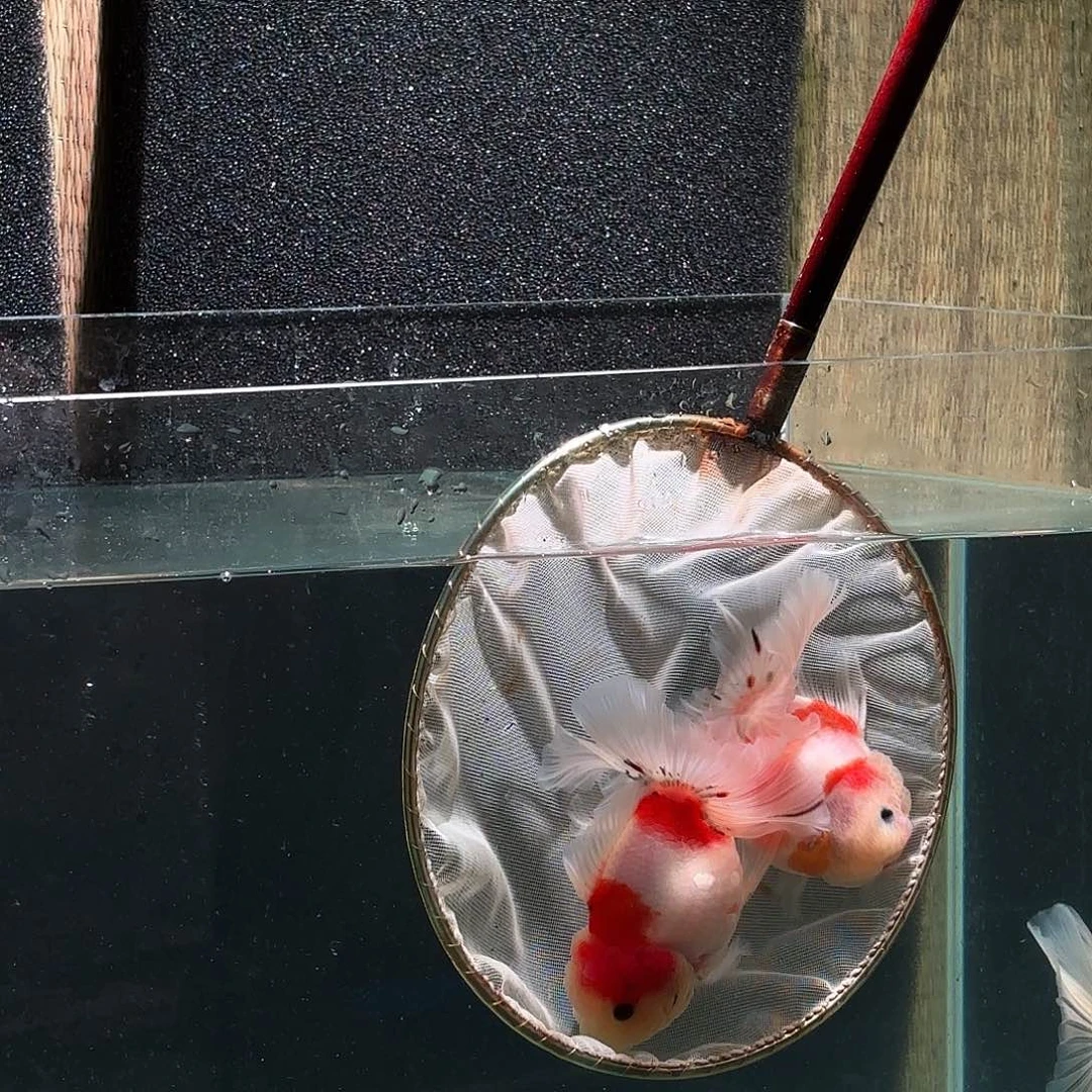 迷***醒金鱼圆通两条包邮