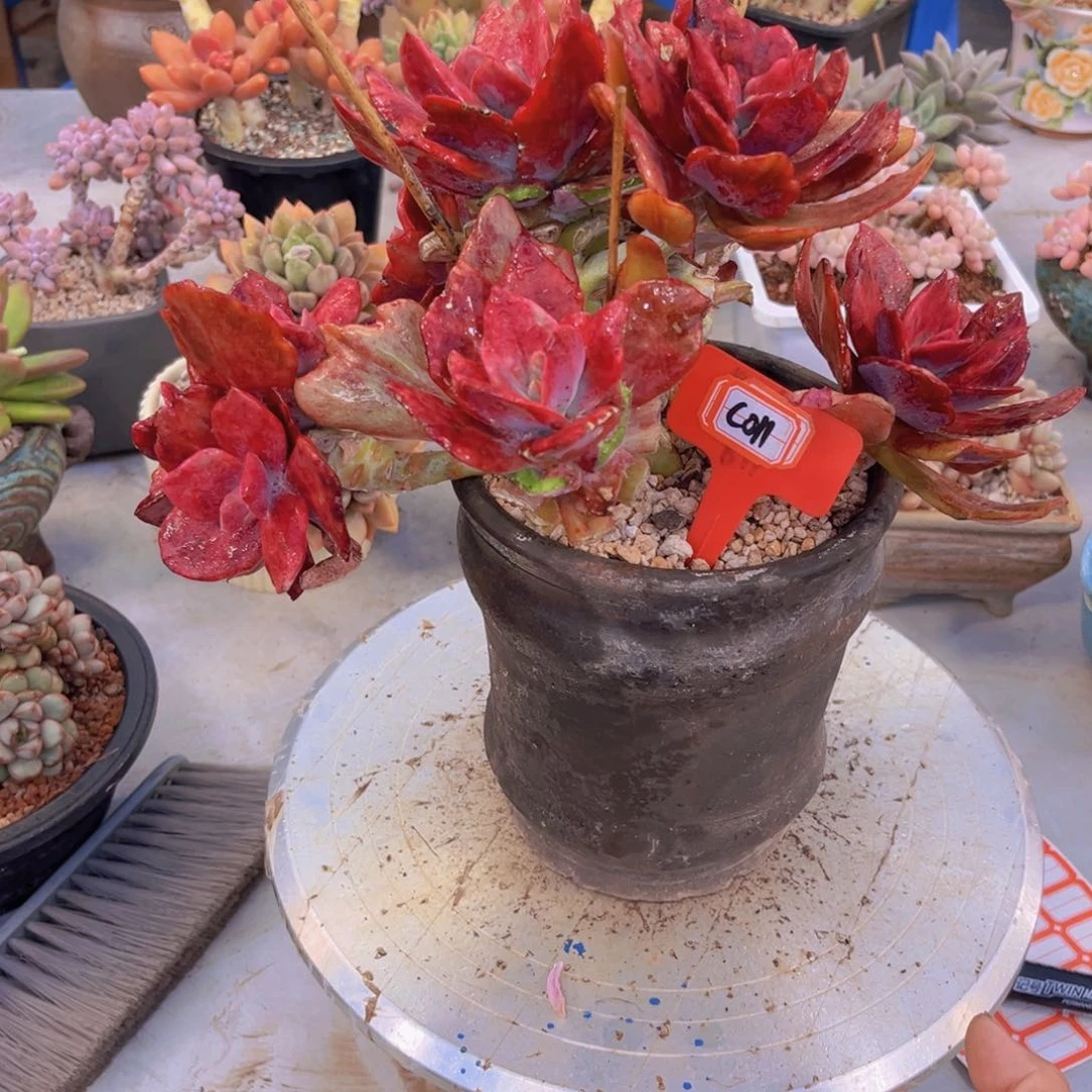 肉****)钻石锦011多肉植物