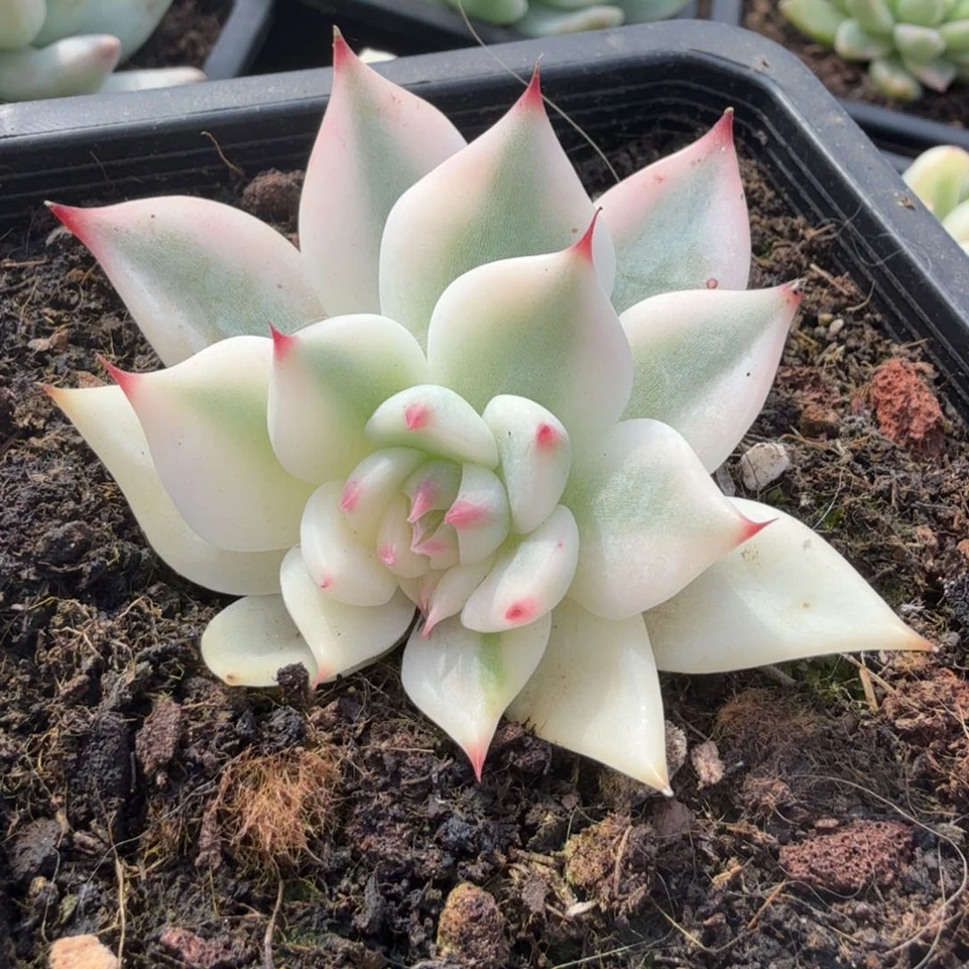 吉娃娃锦大锦边虽然锦