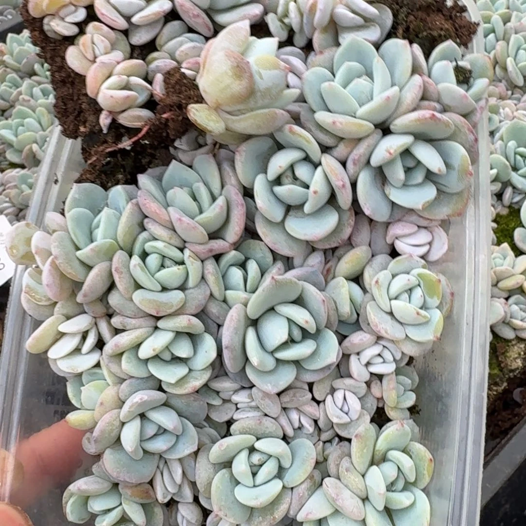 奶盖一盒量拍26-16