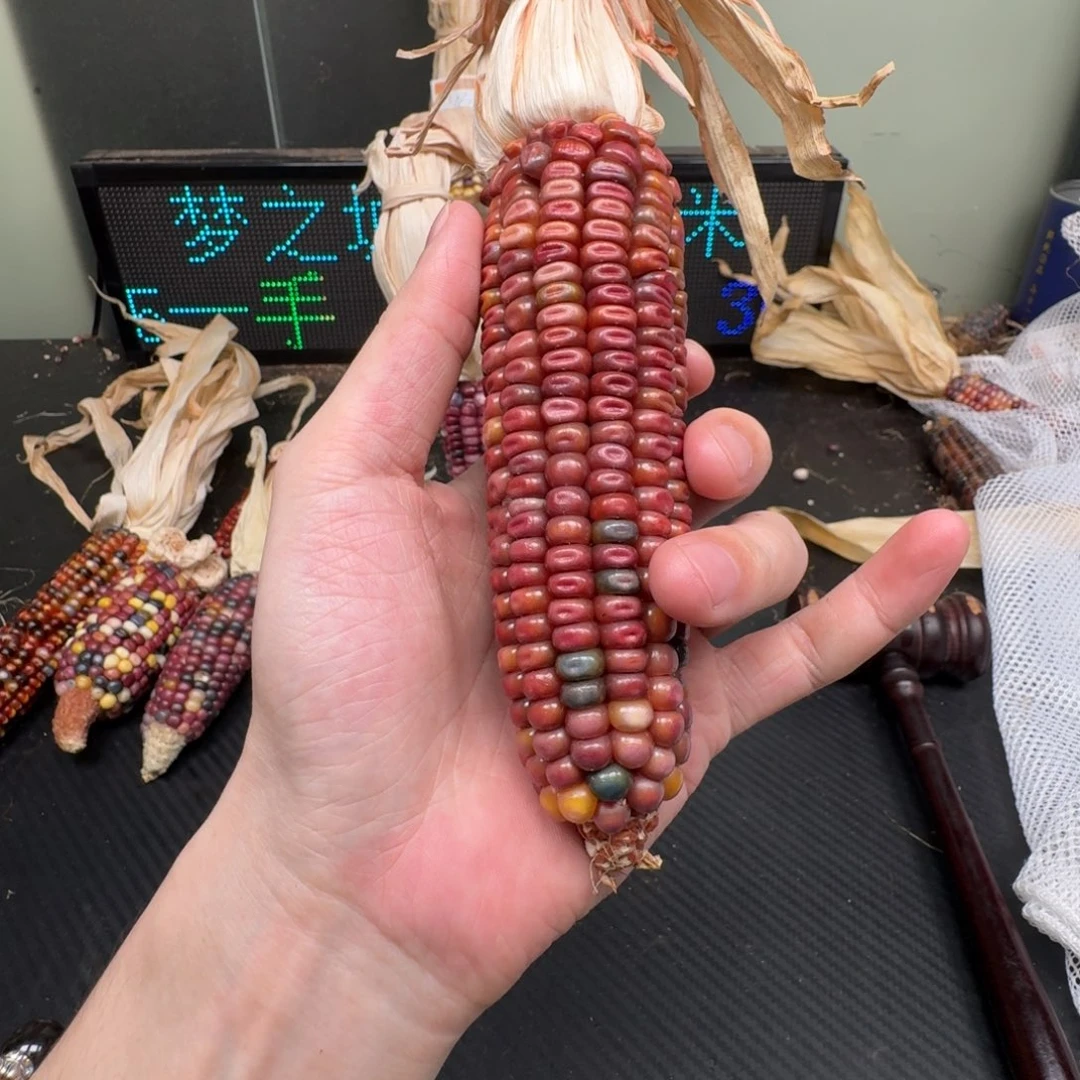 柏香籽/百香籽吊坠菲*菲
