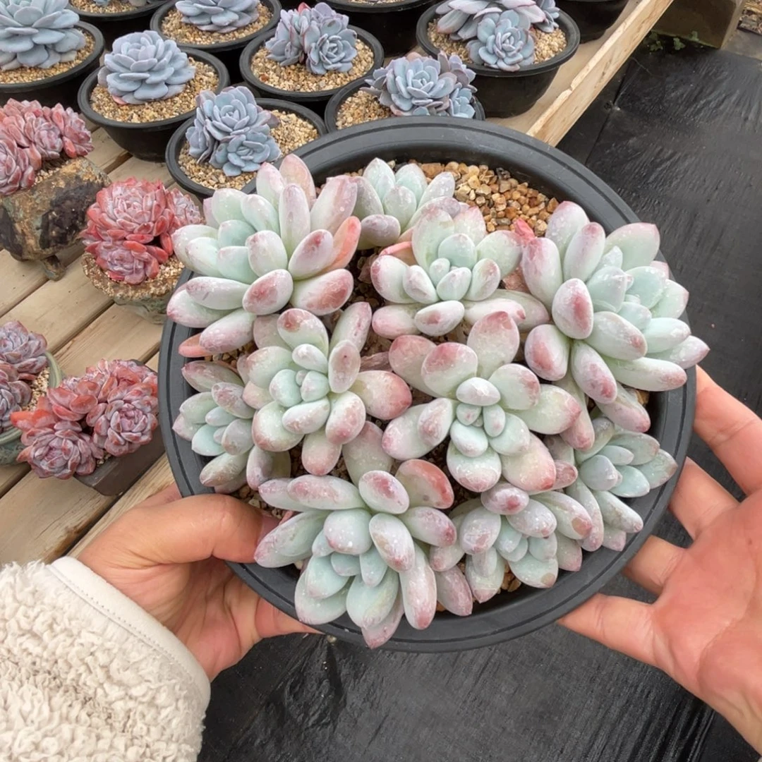 香水一物一拍不支持退换