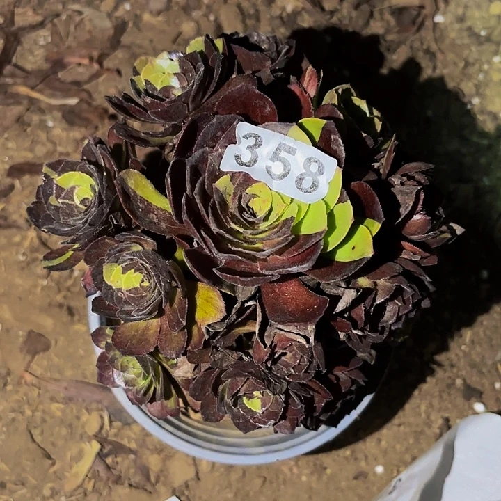 358花花公子多肉植物