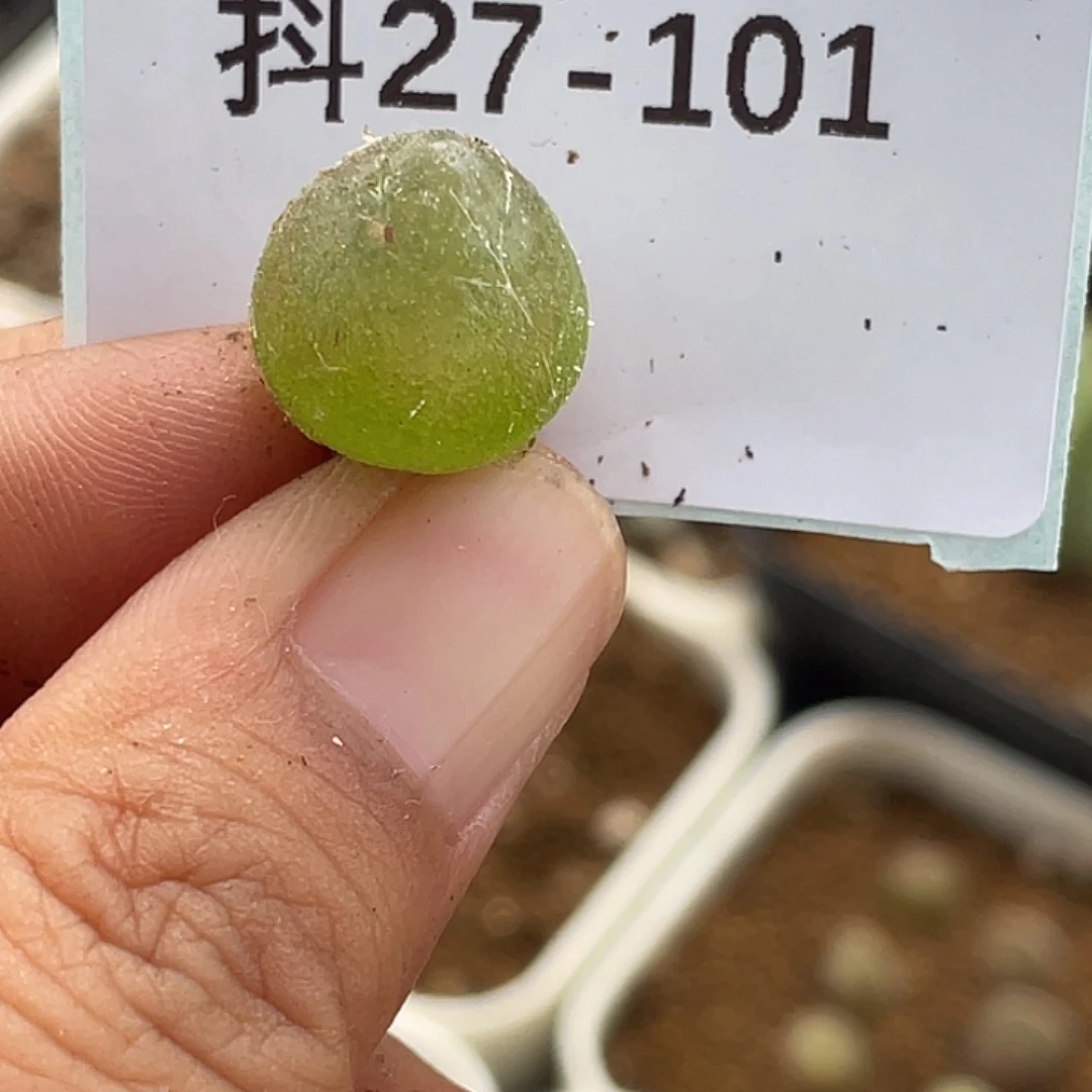 27-101灯泡多肉植物