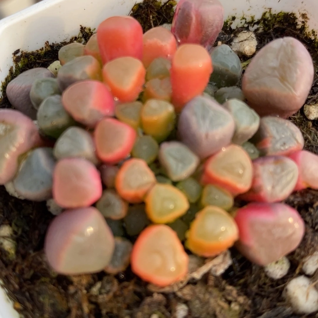 1126五十铃玉锦一颗