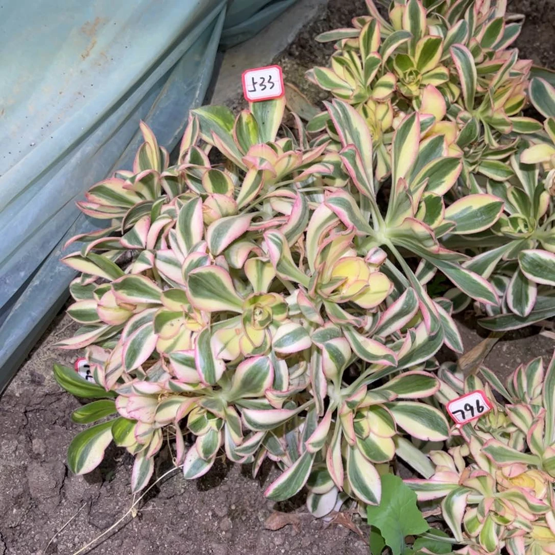 533多肉植物艳姿锦花脸