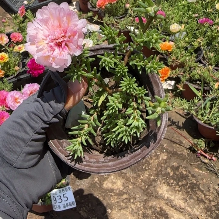 无花朵量拍伊芙蓉超小苗盆口10cm