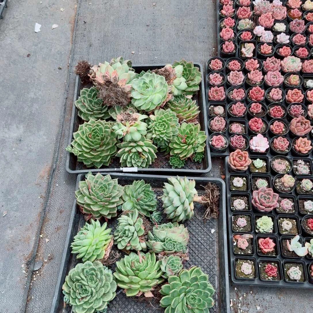 多肉杂交两筐子麦秆量拍16-61