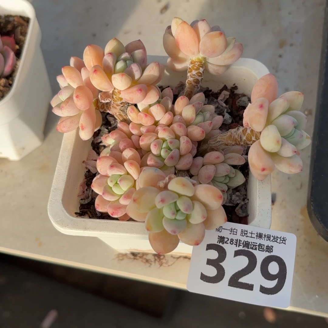 樱花罗绮老桩无盆土发货