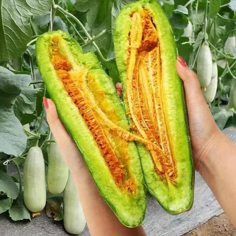 羊角蜜甜瓜秧苗超甜羊角脆酥薄皮香瓜籽农家易种春播蔬菜瓜果种苗