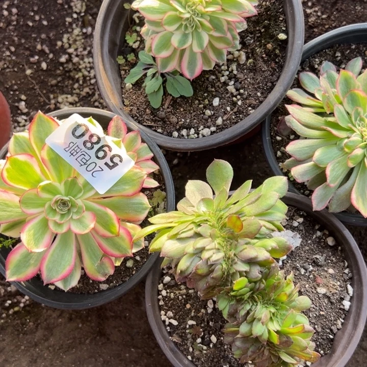 多肉植物5980种植物