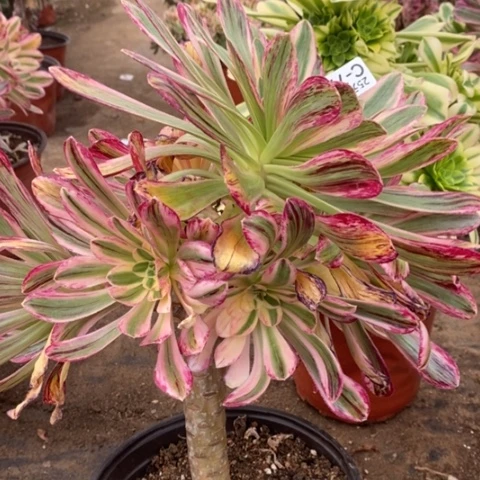 773v锦锦满25包邮多肉