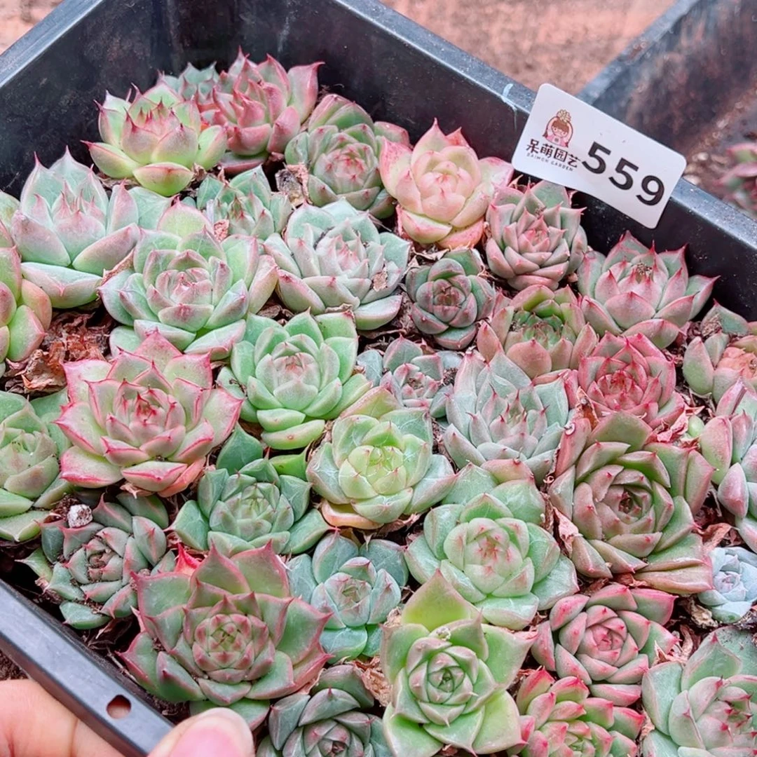 淡***香多肉植物多肉植物