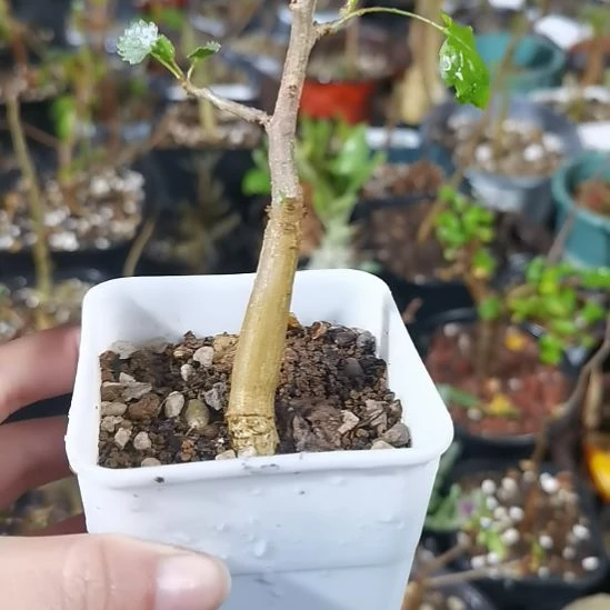 纳马实生带盆土乳香味