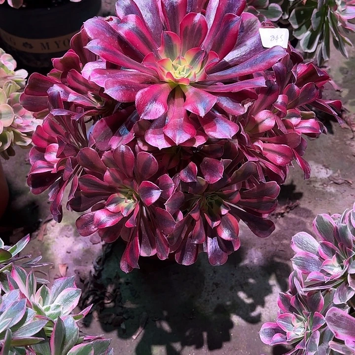 多肉植物美杜莎00845