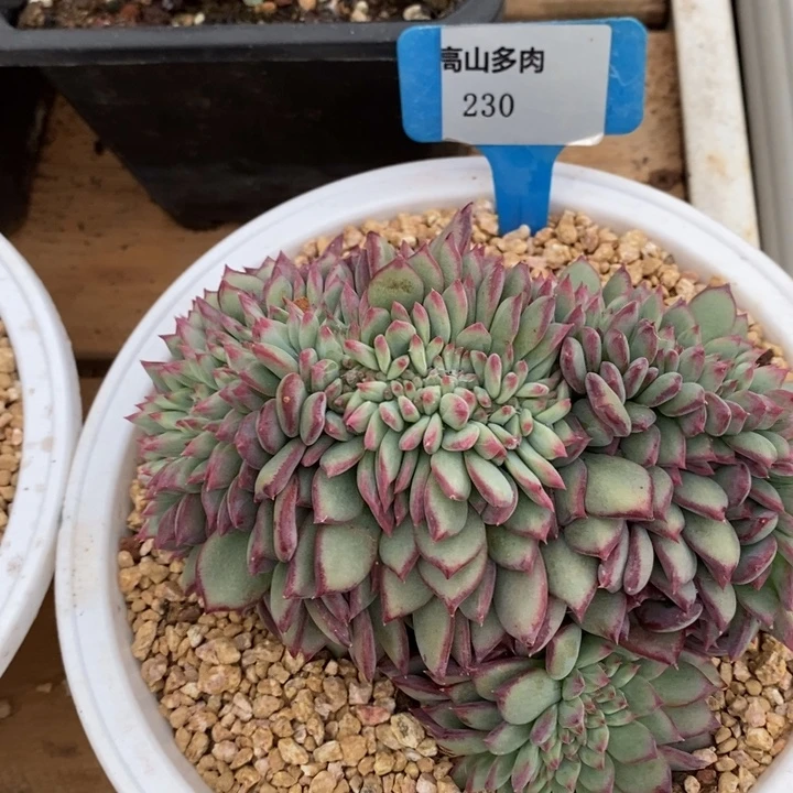 D230- 直播福利 红拉糖缀