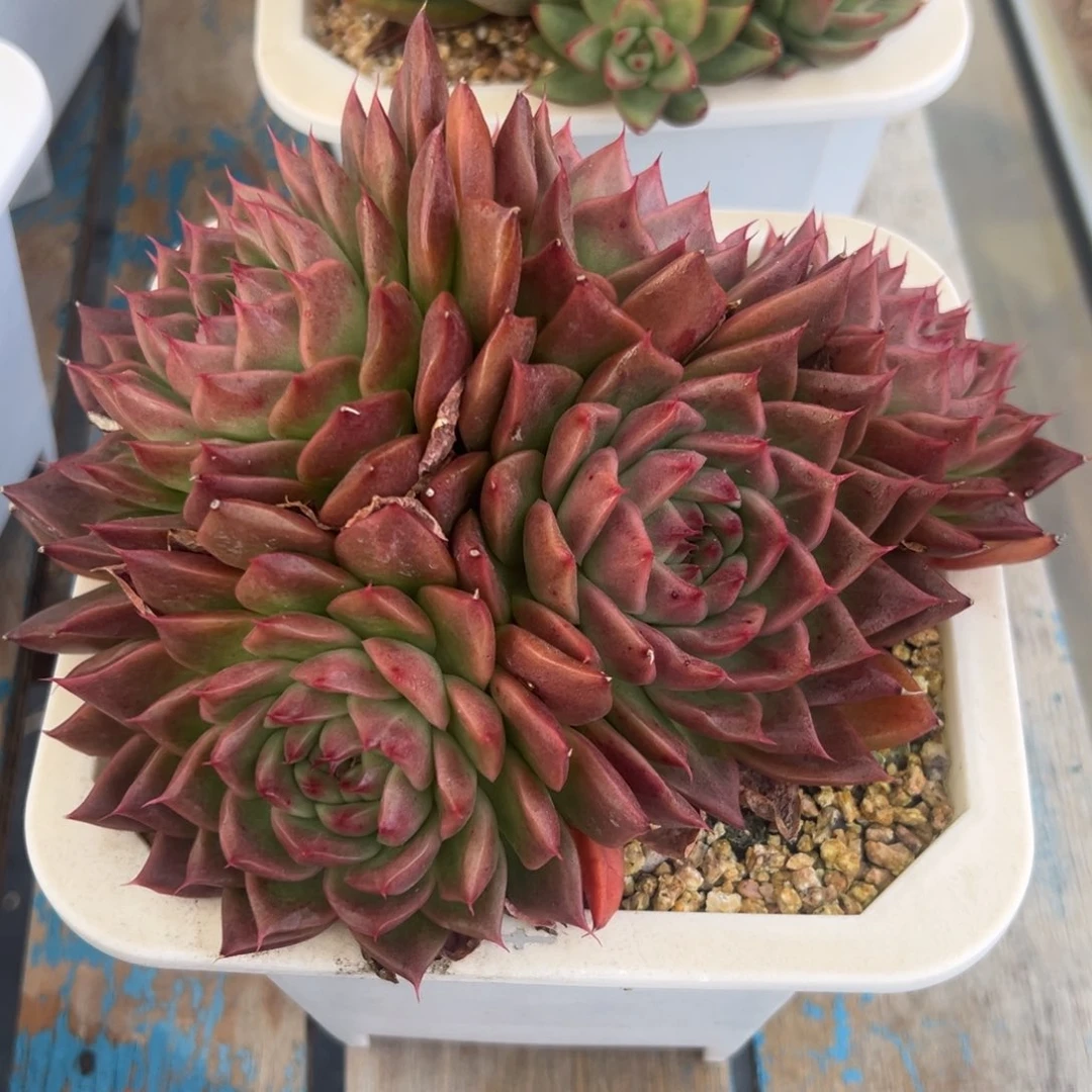 东云杂5，38包邮，一物一拍