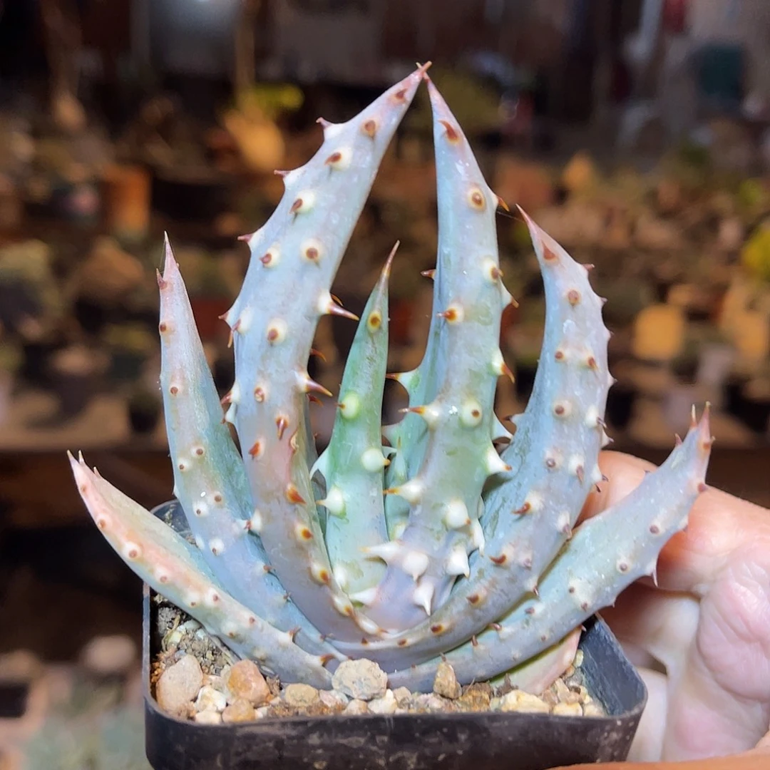 实生鬼切芦荟一物一拍