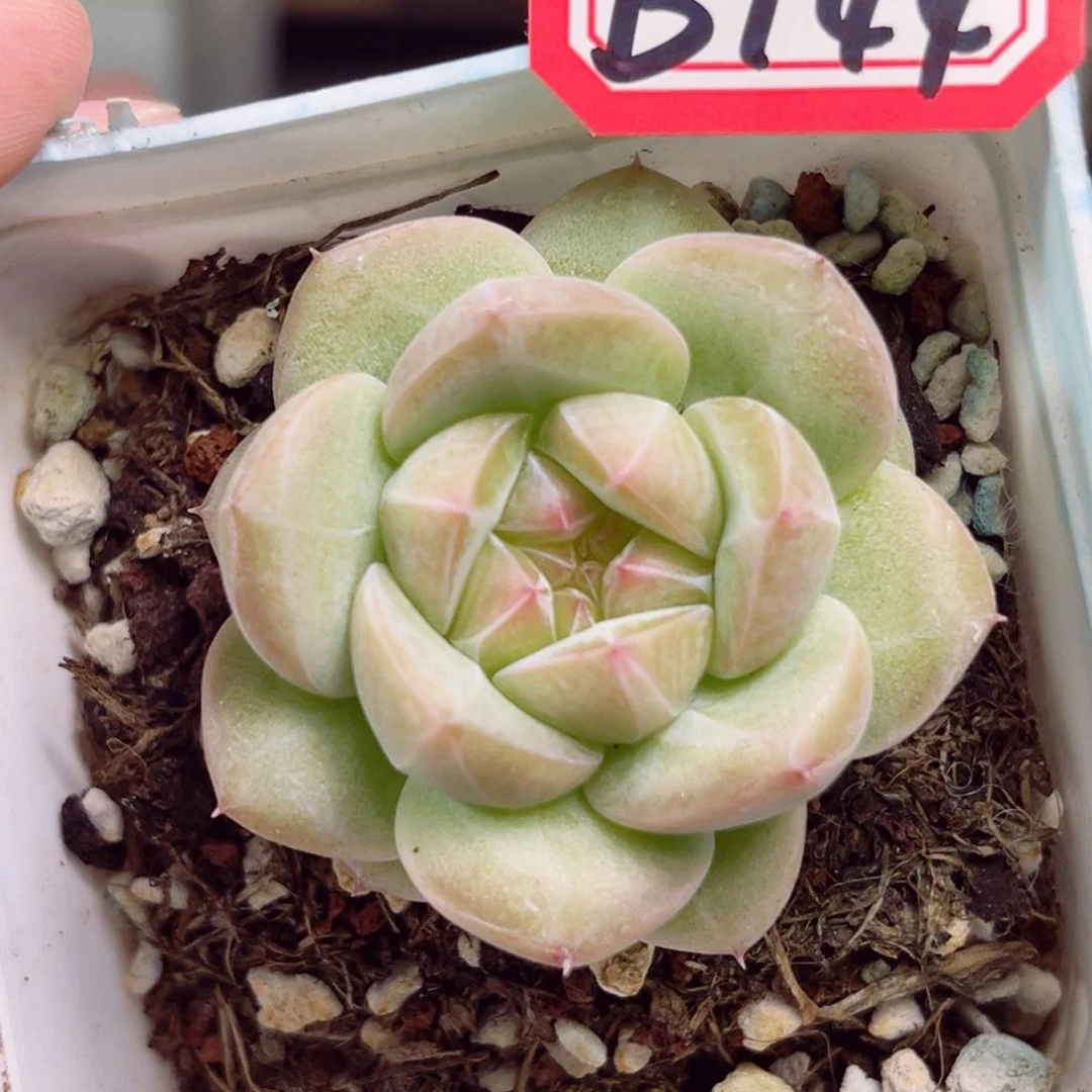 B744 一物一拍 珍妮放漏18包邮