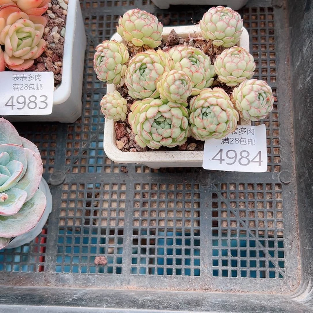 无花朵天*多肉一物一拍4984