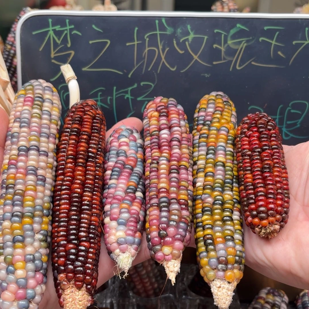 柏香籽/百香籽吊坠酒****o