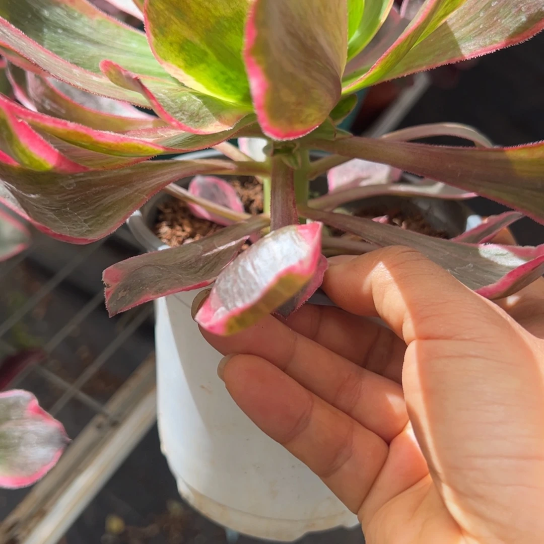 29恶魔之眼多肉椅子30魅影