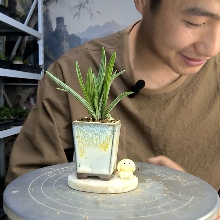蝴****侍中青园艺一物一拍126