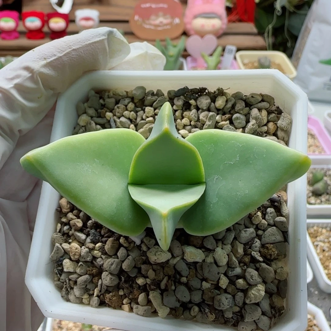 2-5-3-4全场8.8折满58包邮超宽边大翼脱土