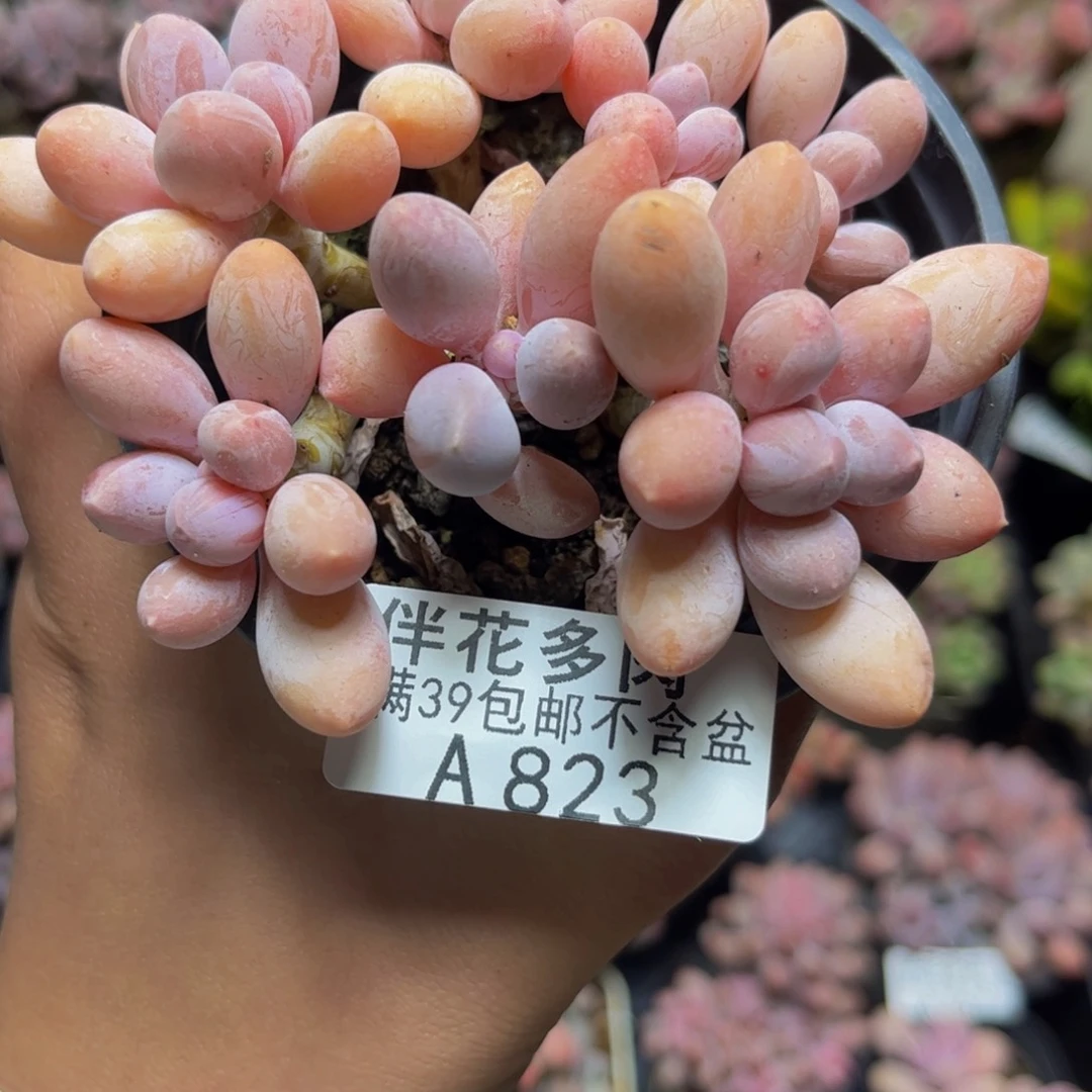 823香水手指奶酪9厘米