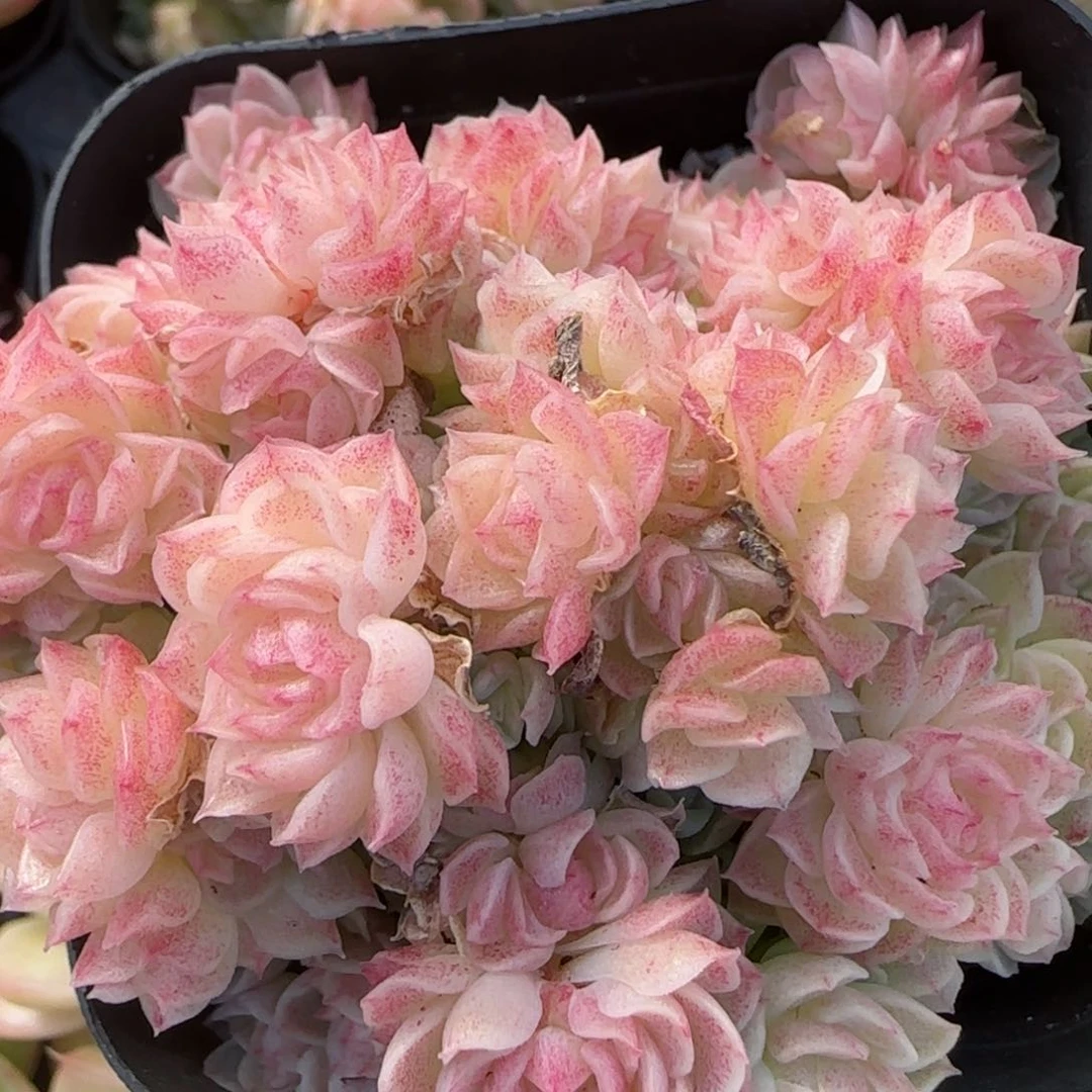 花语逸镜0206-724散