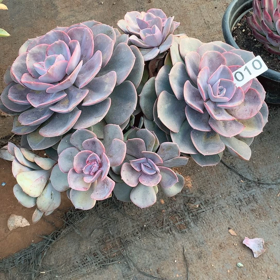 010彩虹糖 一物一拍