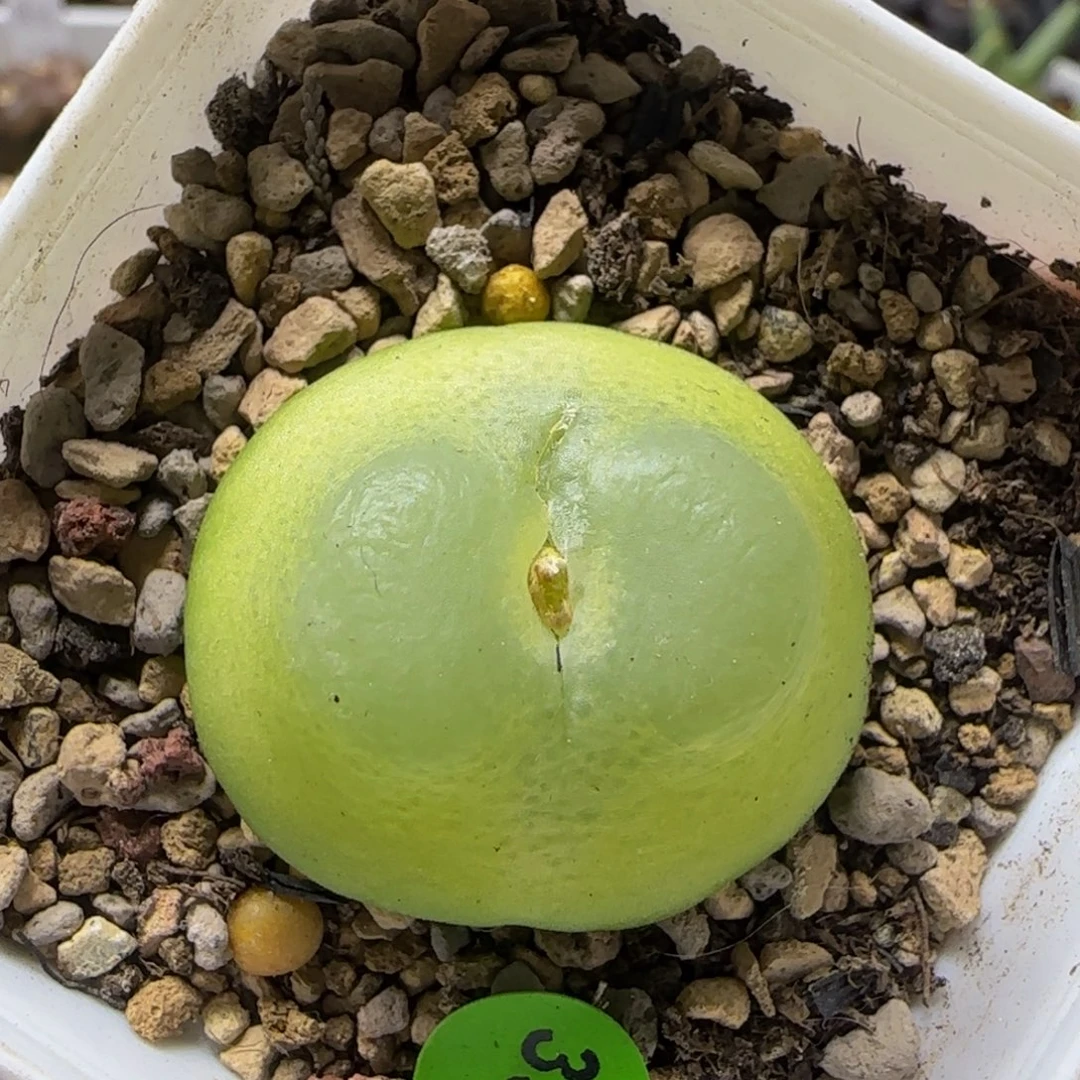 拉登2.9多肉植物338