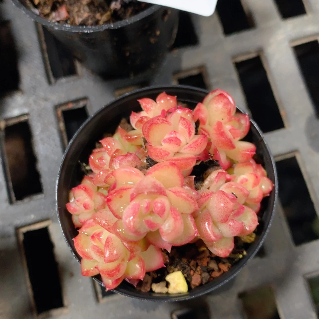 5CM拇指盆精控多肉ZS708